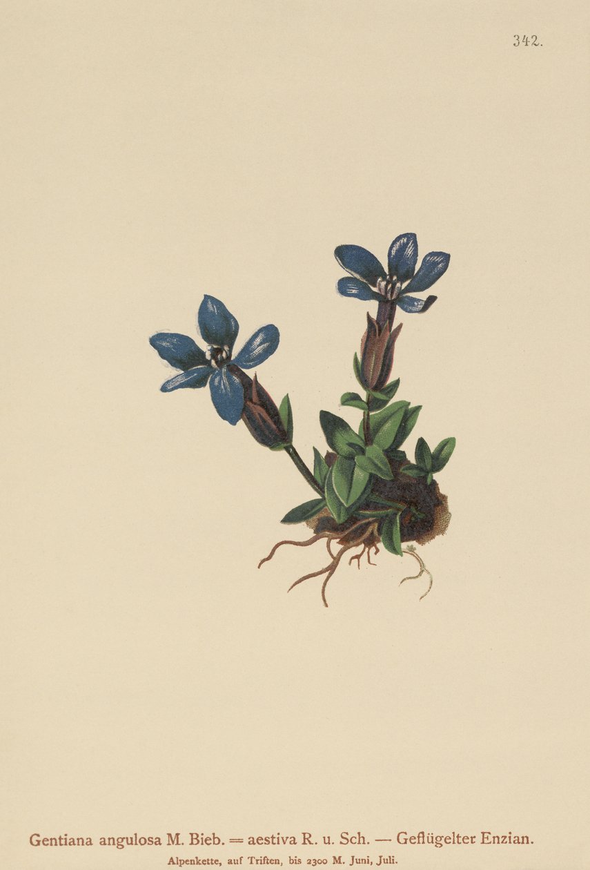 Genciana de primavera (Gentiana verna, Gentiana angulosa, Gentiana aestiva) de German School