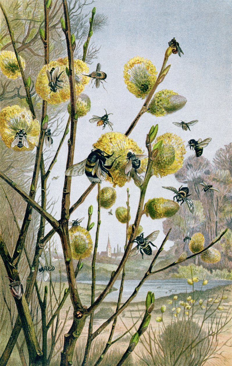 Primavera en el mundo de los insectos, lámina de Brehms Tierleben: Allgemeine Kunde des Tierreichs, vol.9, p.216, publicado por Bibliographisches Institut, 1892 de German School