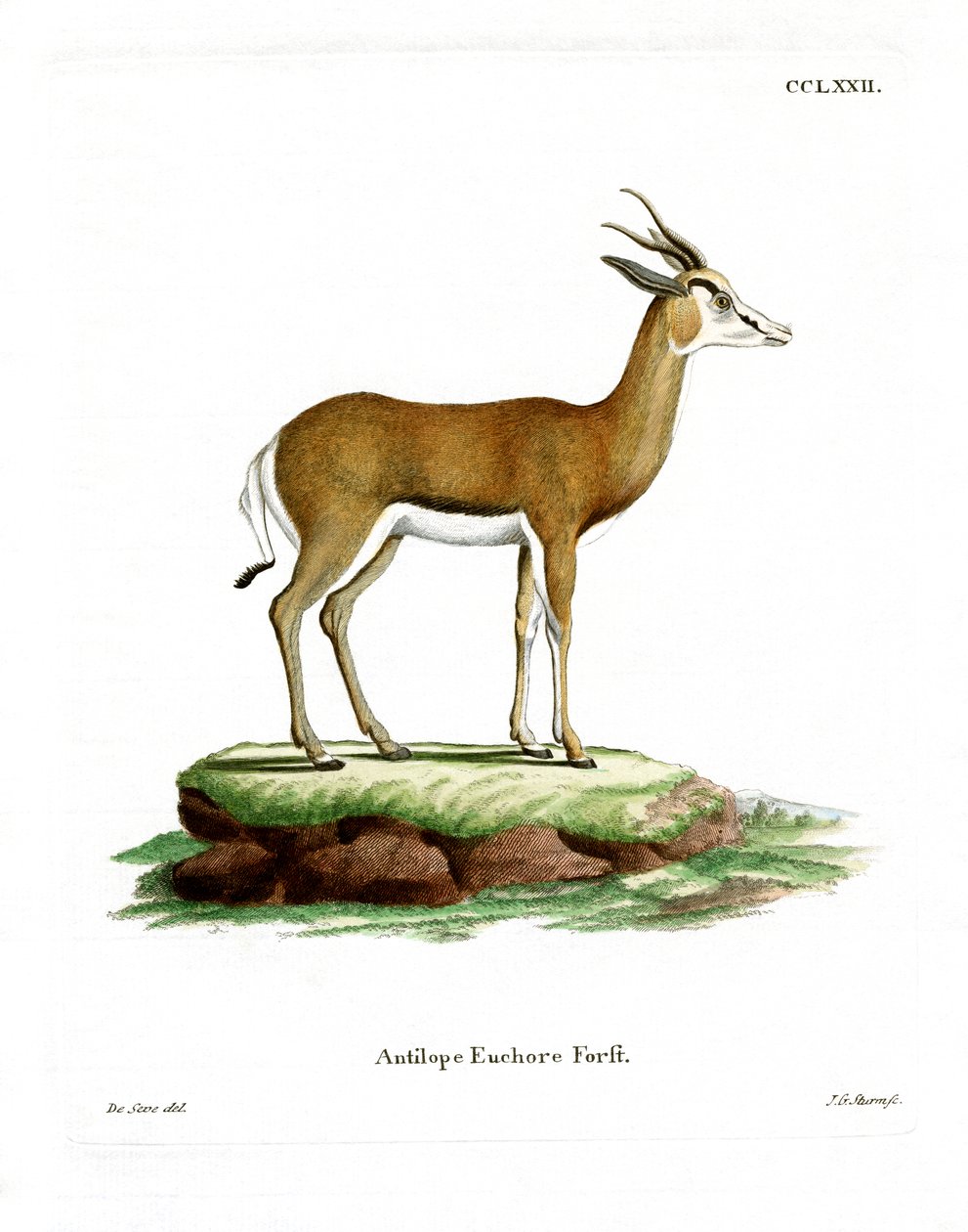 Springbok de German School