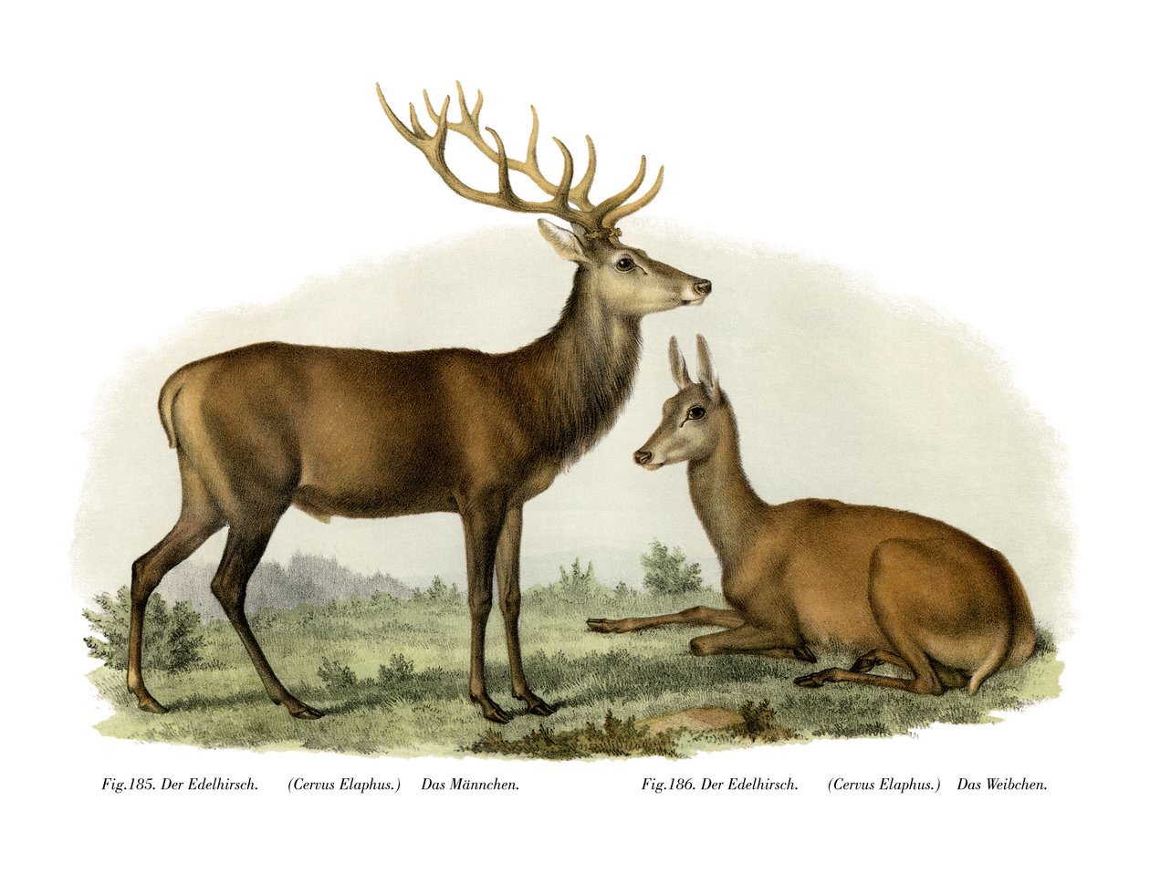 Ciervo, 1860 de German School