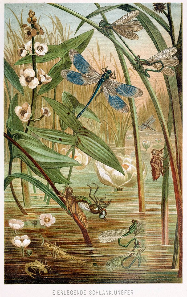Etapas de desarrollo de una libélula, de Brehms Tierleben, pub. litografía en color de 1860 de German School