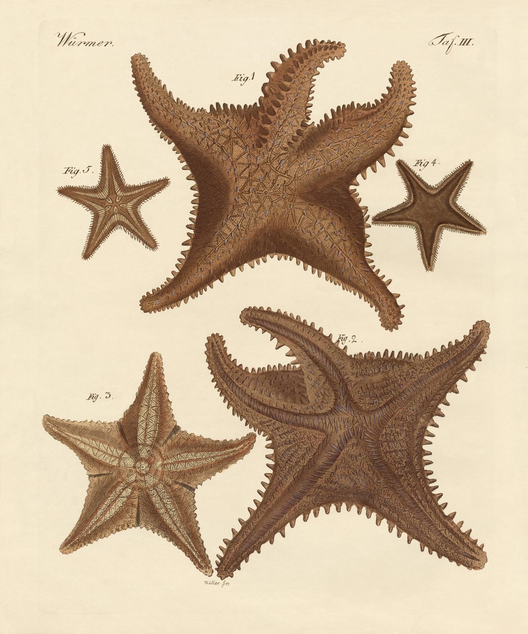 Estrellas de mar de German School