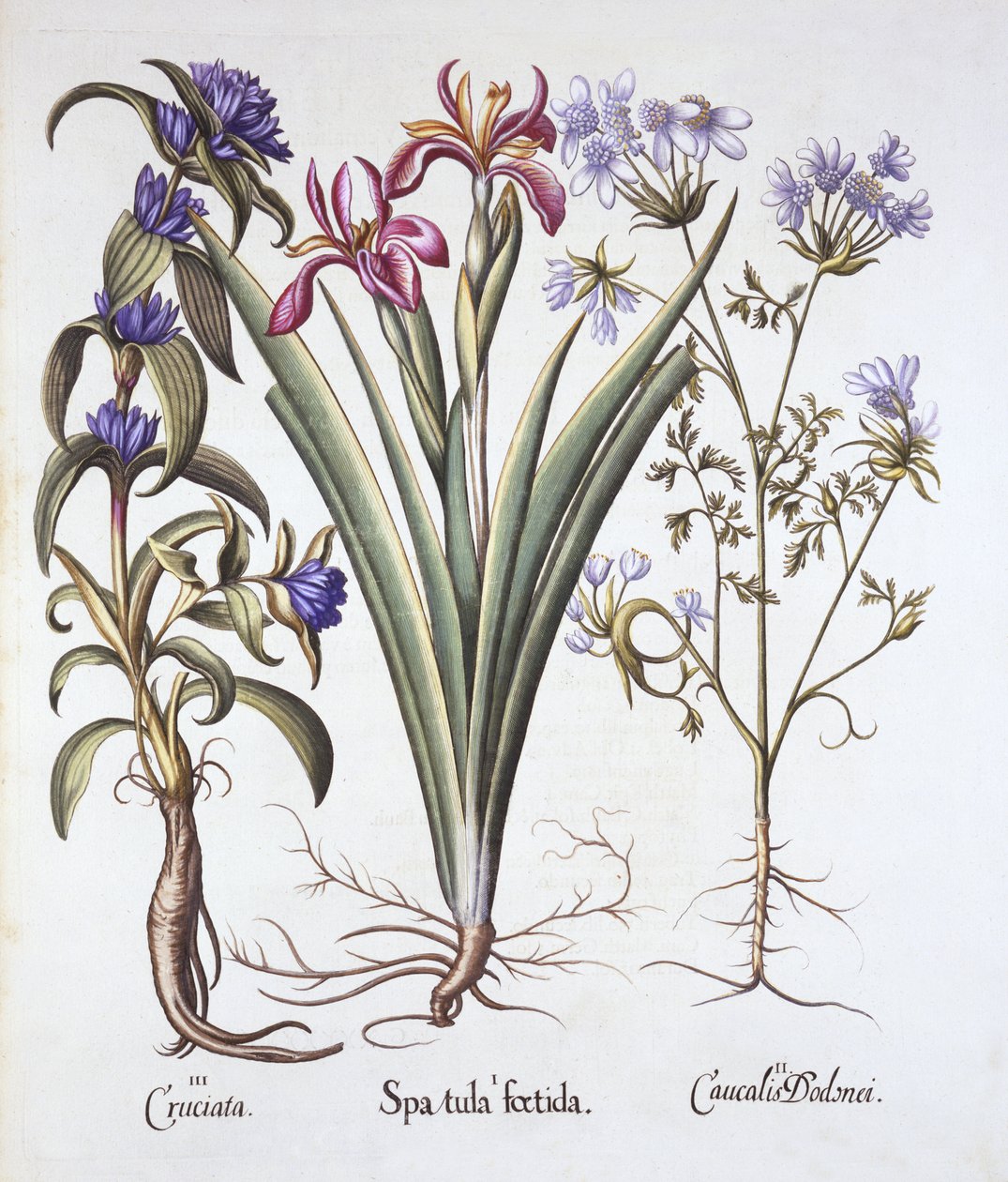 Iris apestoso, orlaya y genciana de cruz, de Hortus Eystettensis, por Basil Besler, pub. 1613 de German School