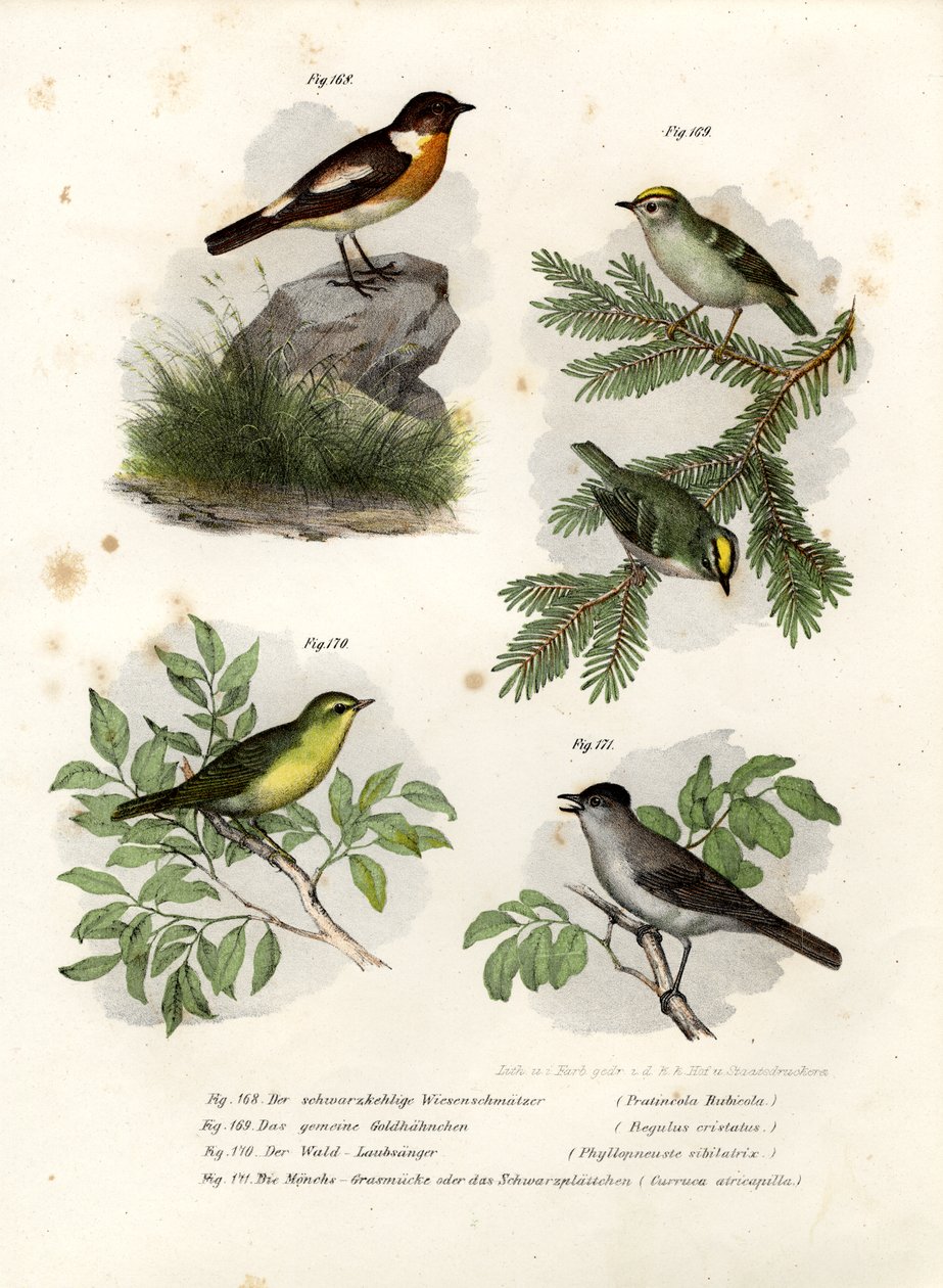 Tarabilla, 1864 de German School