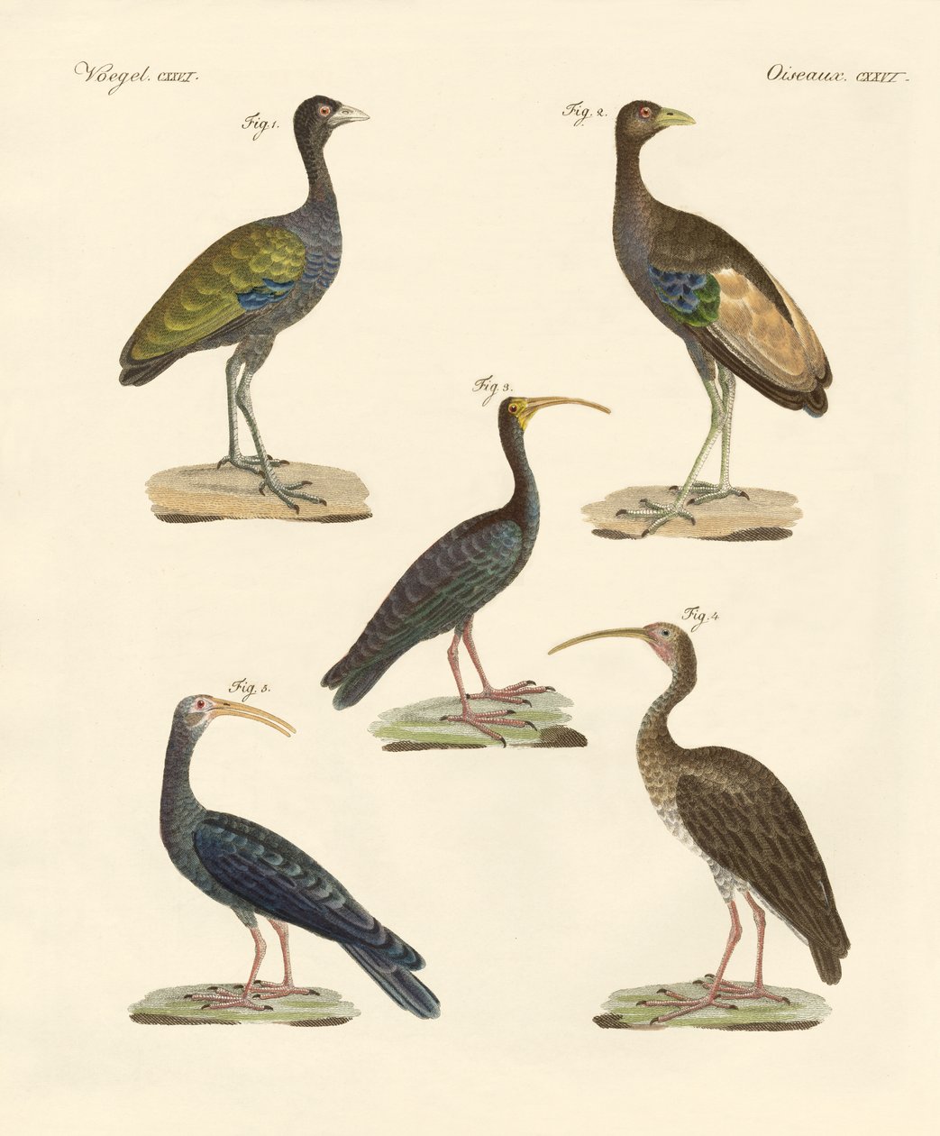 Aves brasileñas extrañas de German School