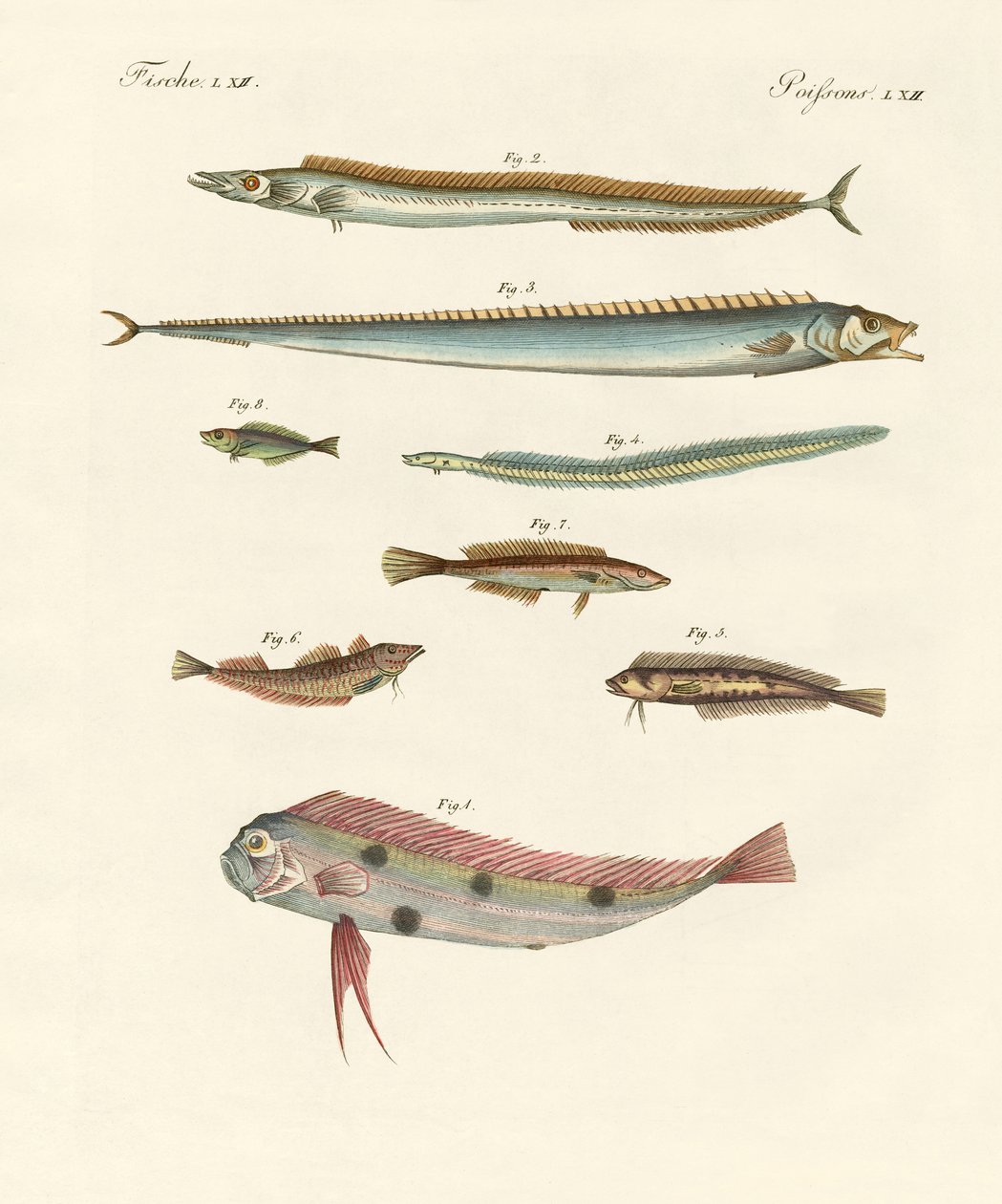 Peces extraños y hermosos de German School