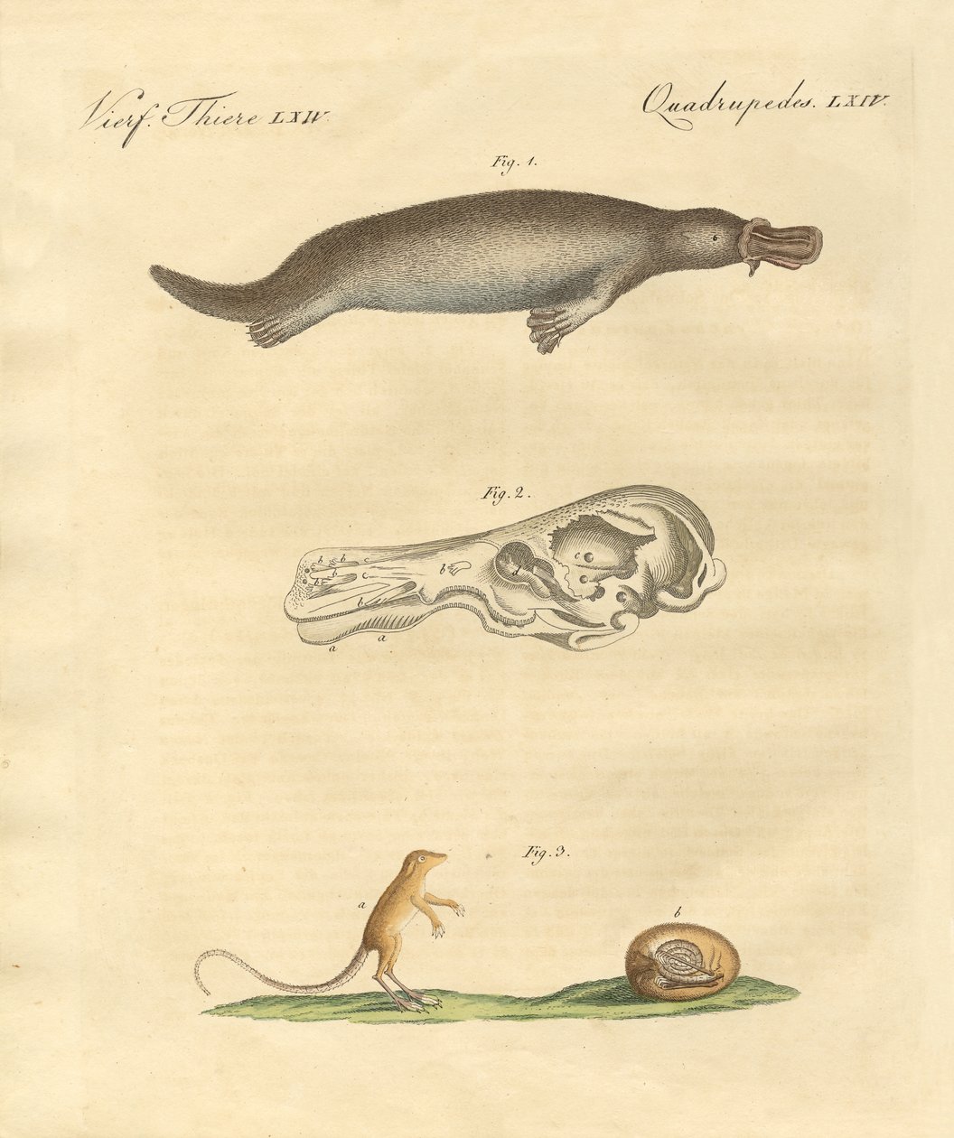 Animales extraños de German School