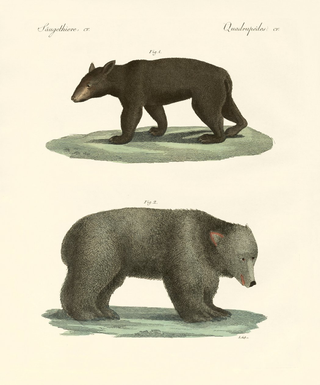 Osos extraños de German School