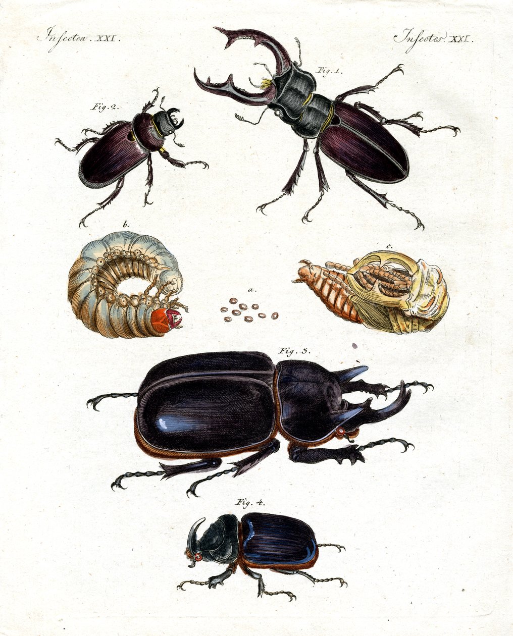Escarabajos extraños de German School
