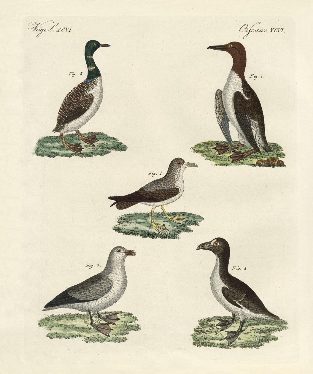 Aves extrañas de German School