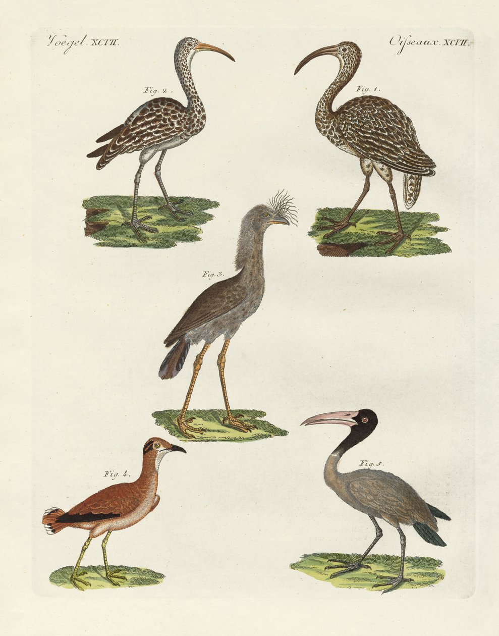 Aves extrañas de German School