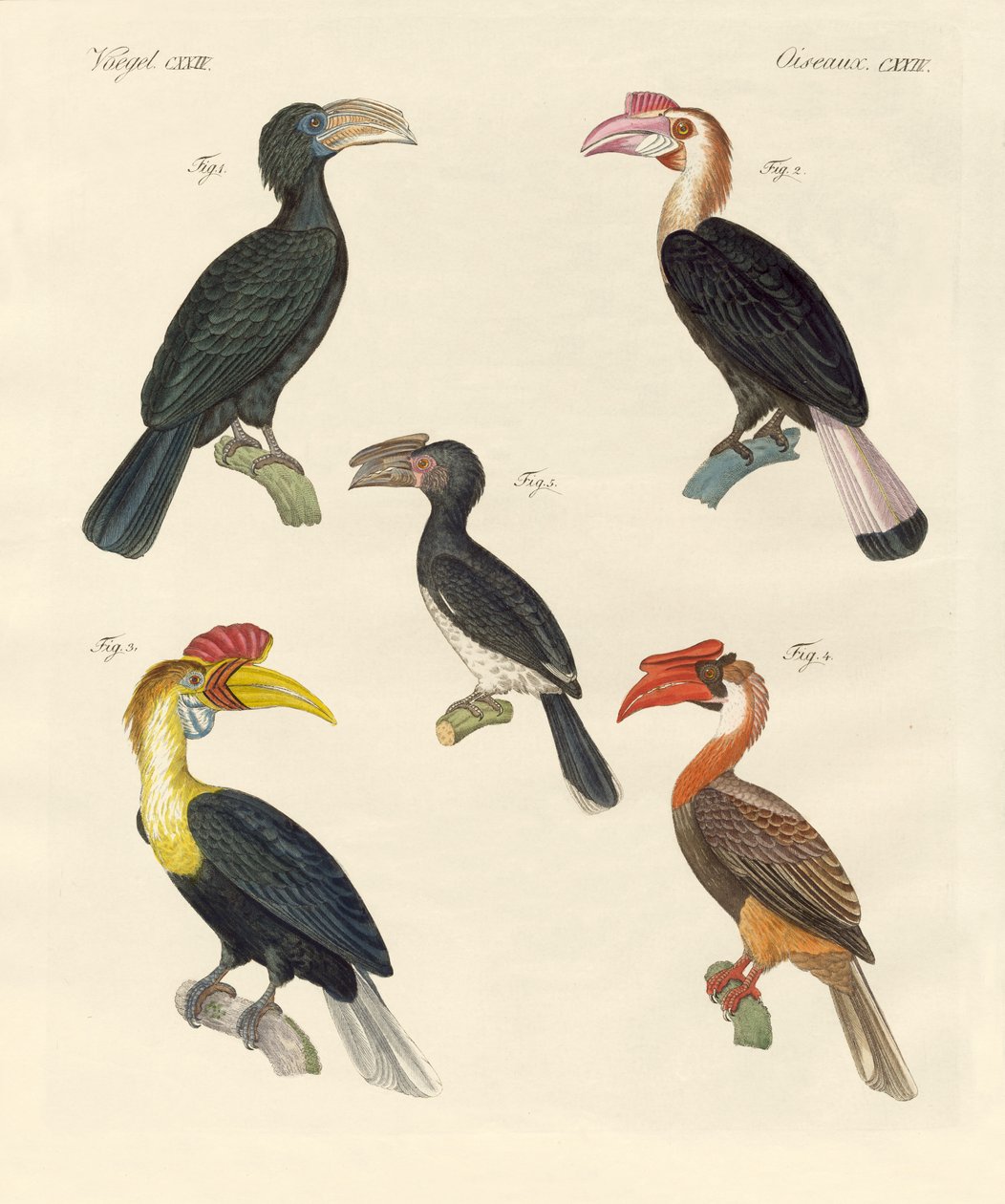 Aves extrañas de German School
