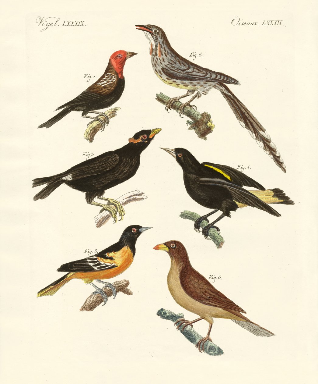 Aves extrañas de German School