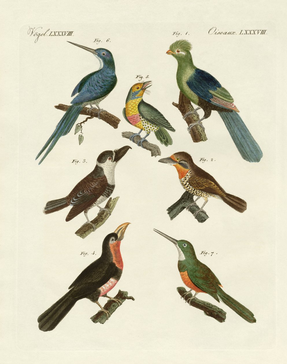 Aves trepadoras extrañas de German School