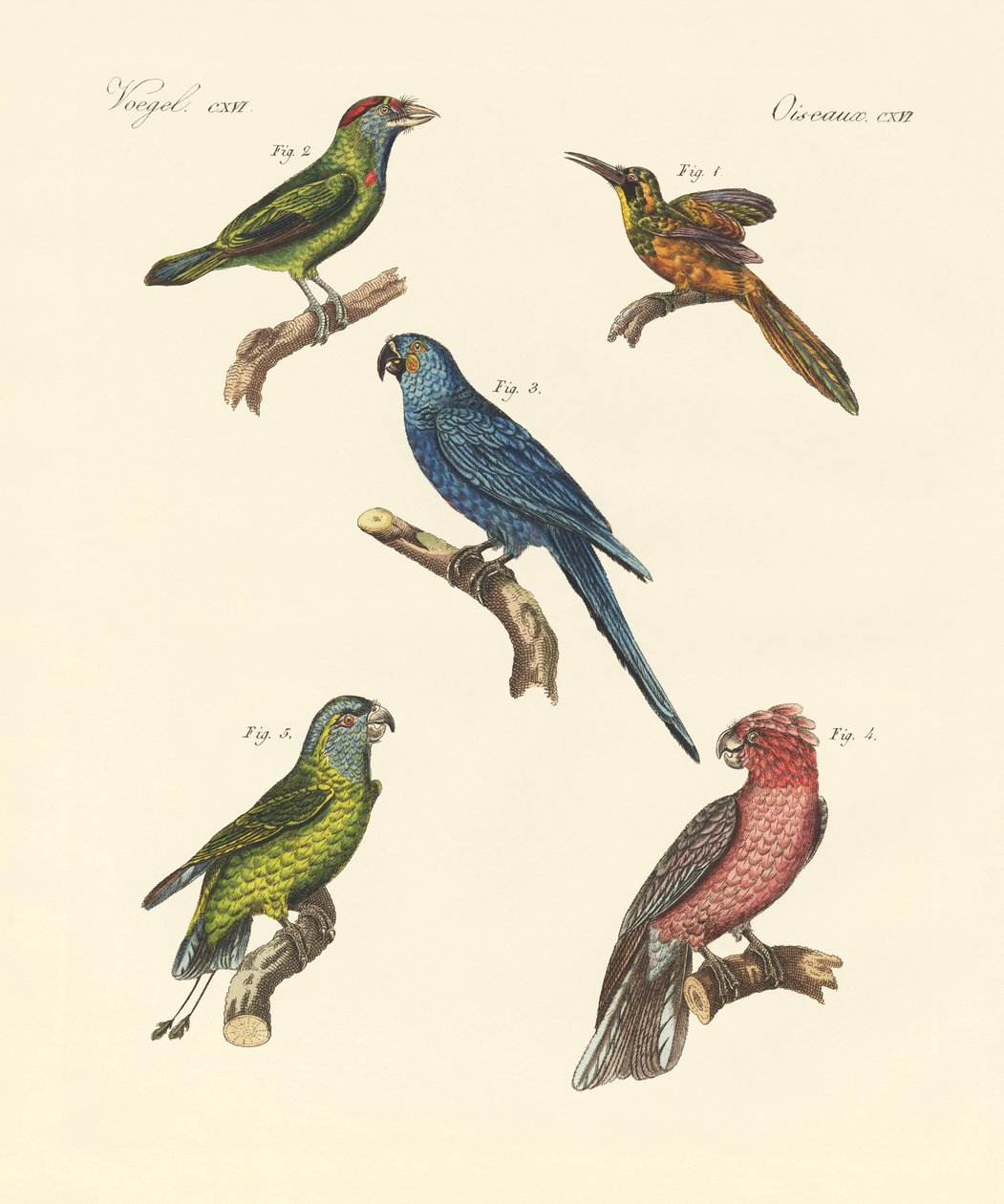 Aves trepadoras extrañas de German School