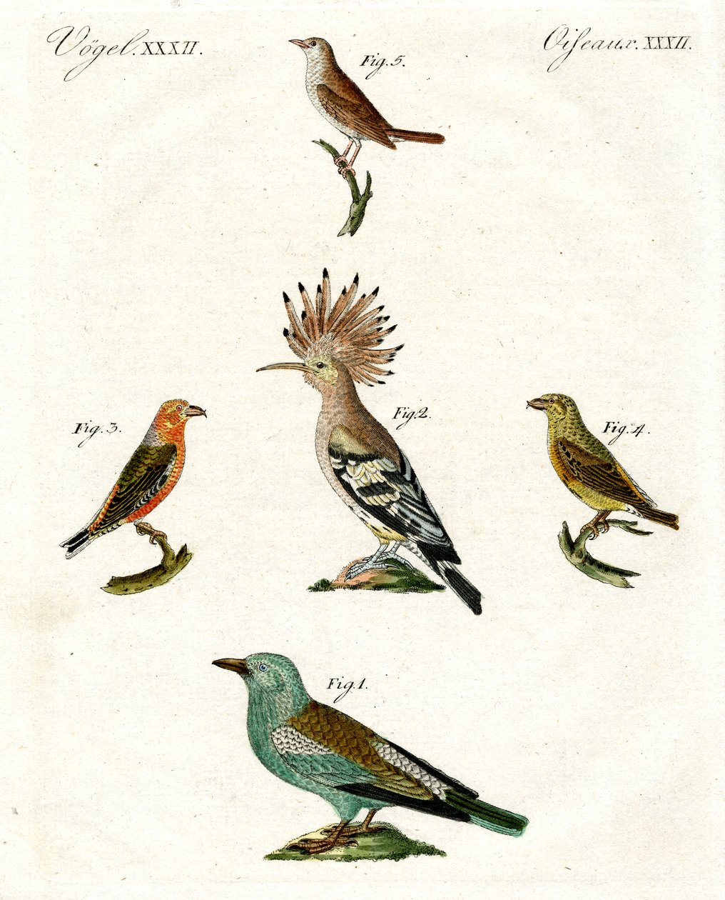 Aves domésticas extrañas de German School