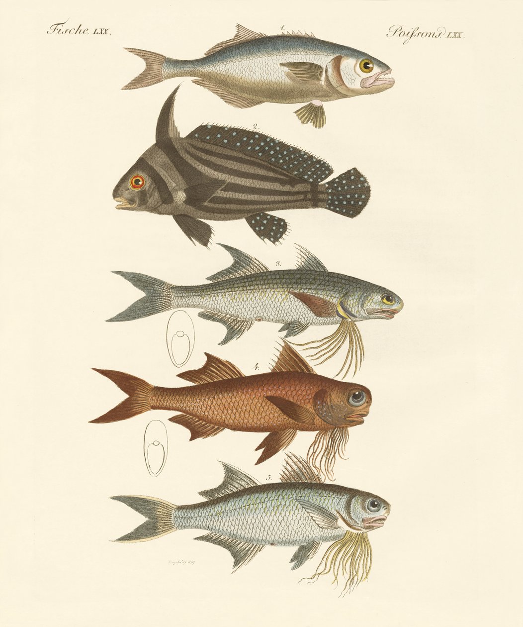 Peces extraños de German School