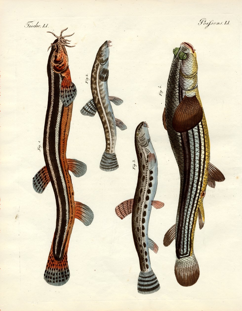Peces extraños de German School