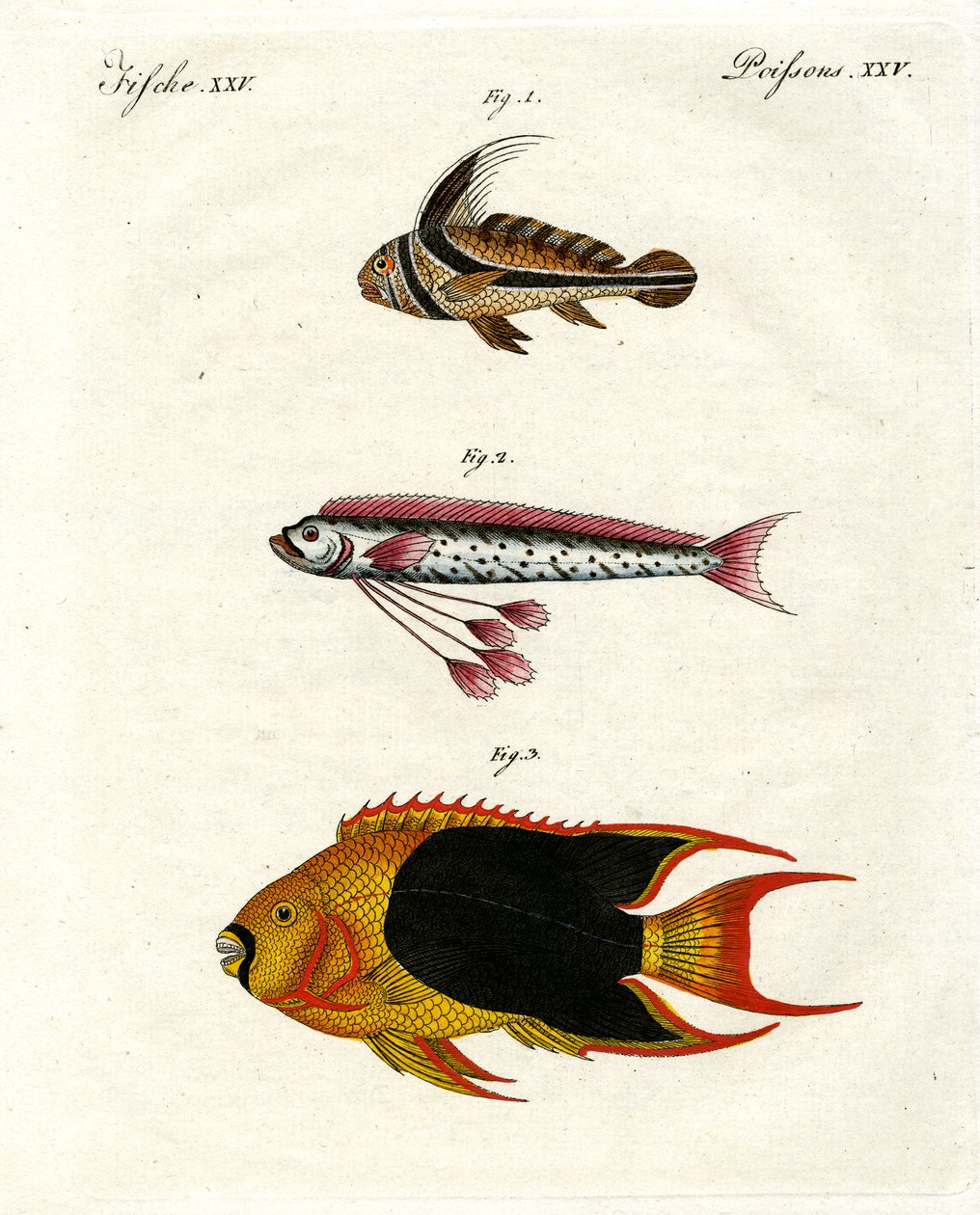 Peces extraños de German School