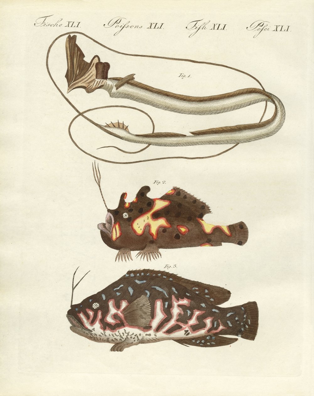 Peces extraños de German School