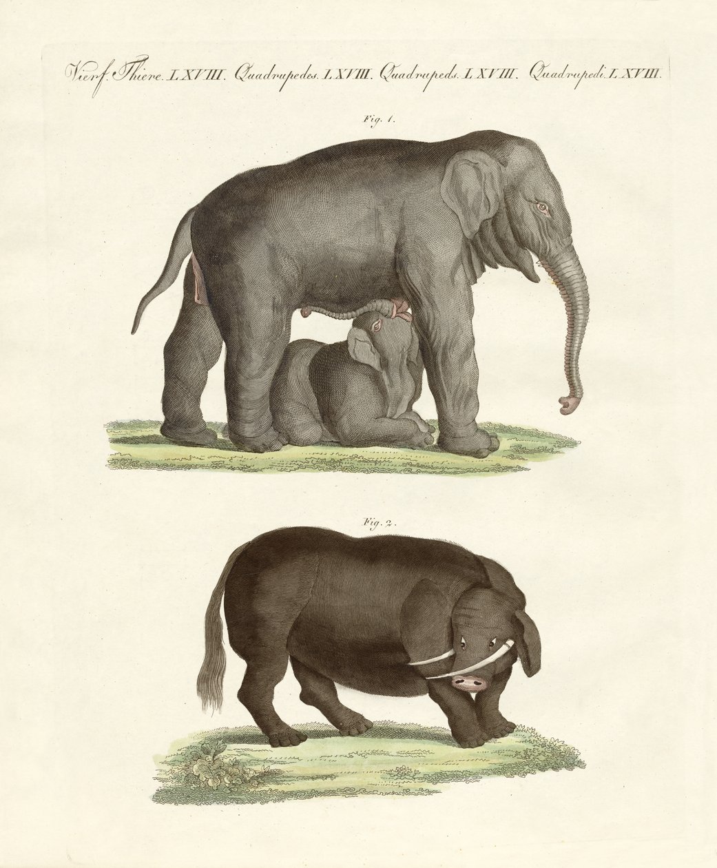 Animales extraños de cuatro patas de German School