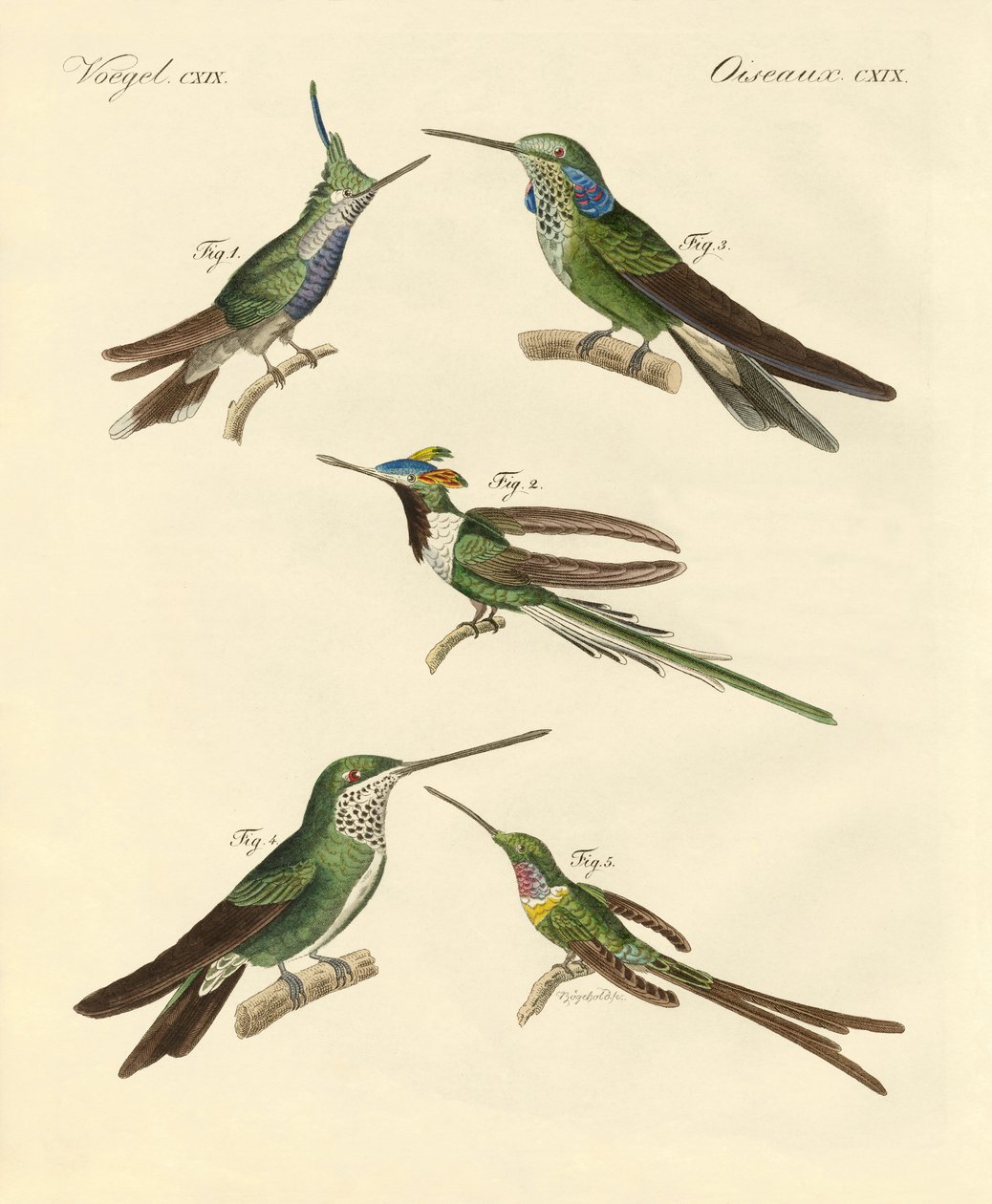 Colibríes extraños de German School