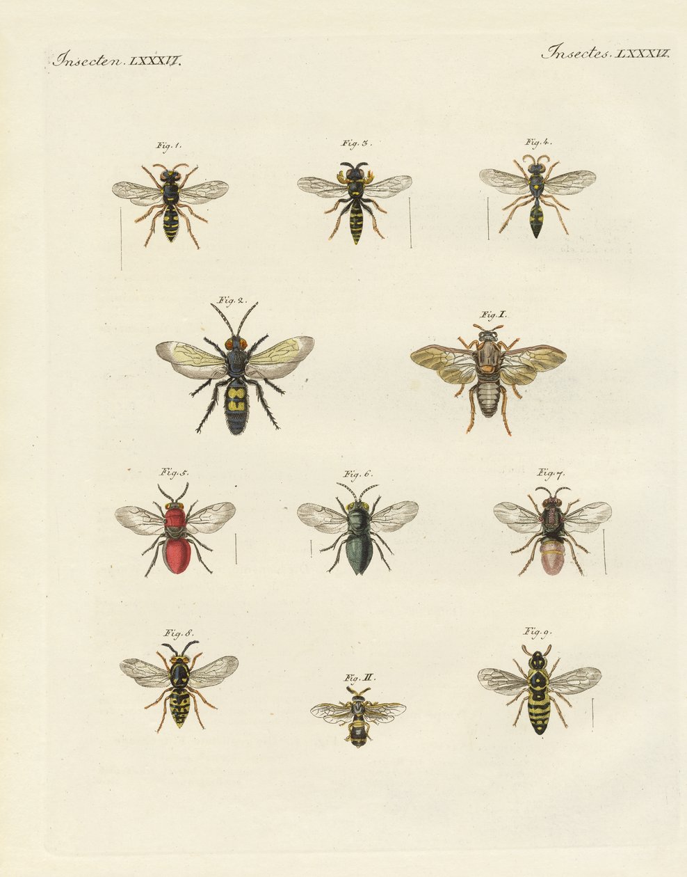 Insectos extraños de German School