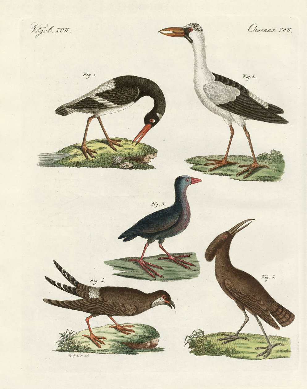 Aves de pantano extrañas de German School