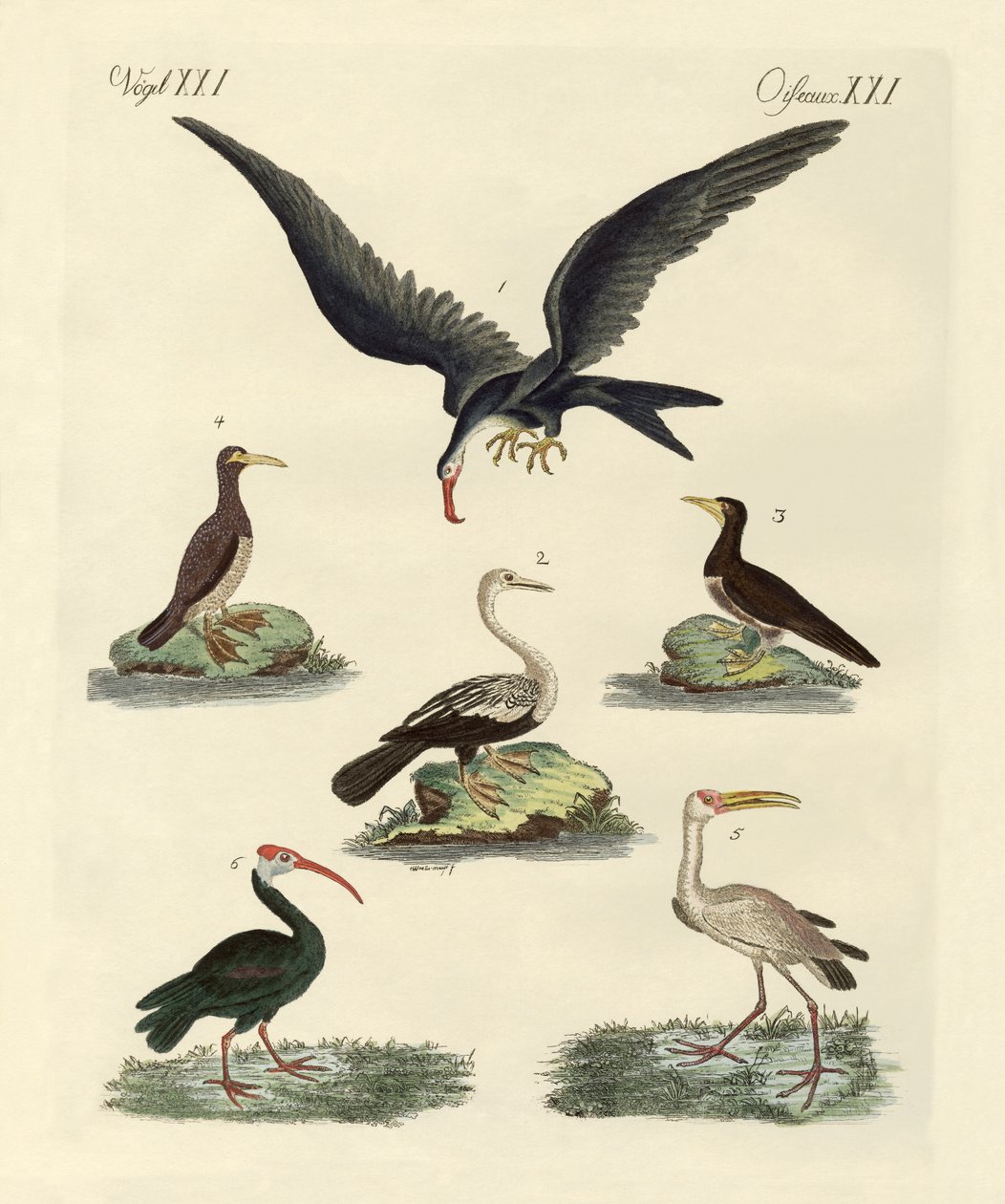 Aves extrañas de pantano y acuáticas de German School