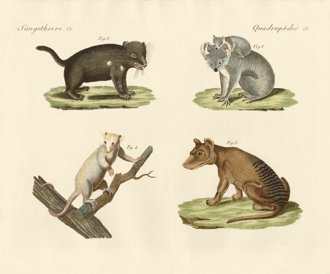 Marsupiales extraños de German School