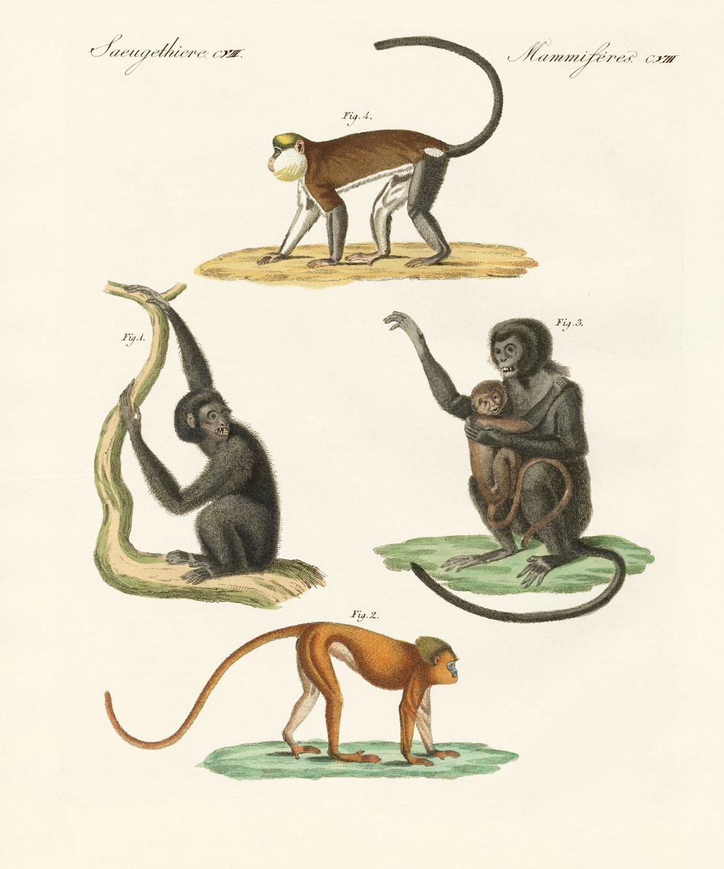 Monos extraños de German School