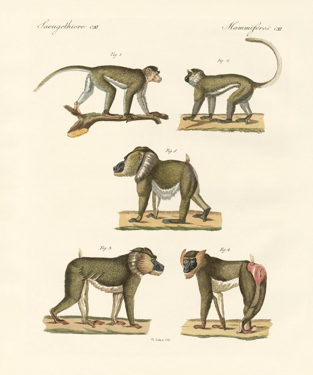 Monos extraños de German School