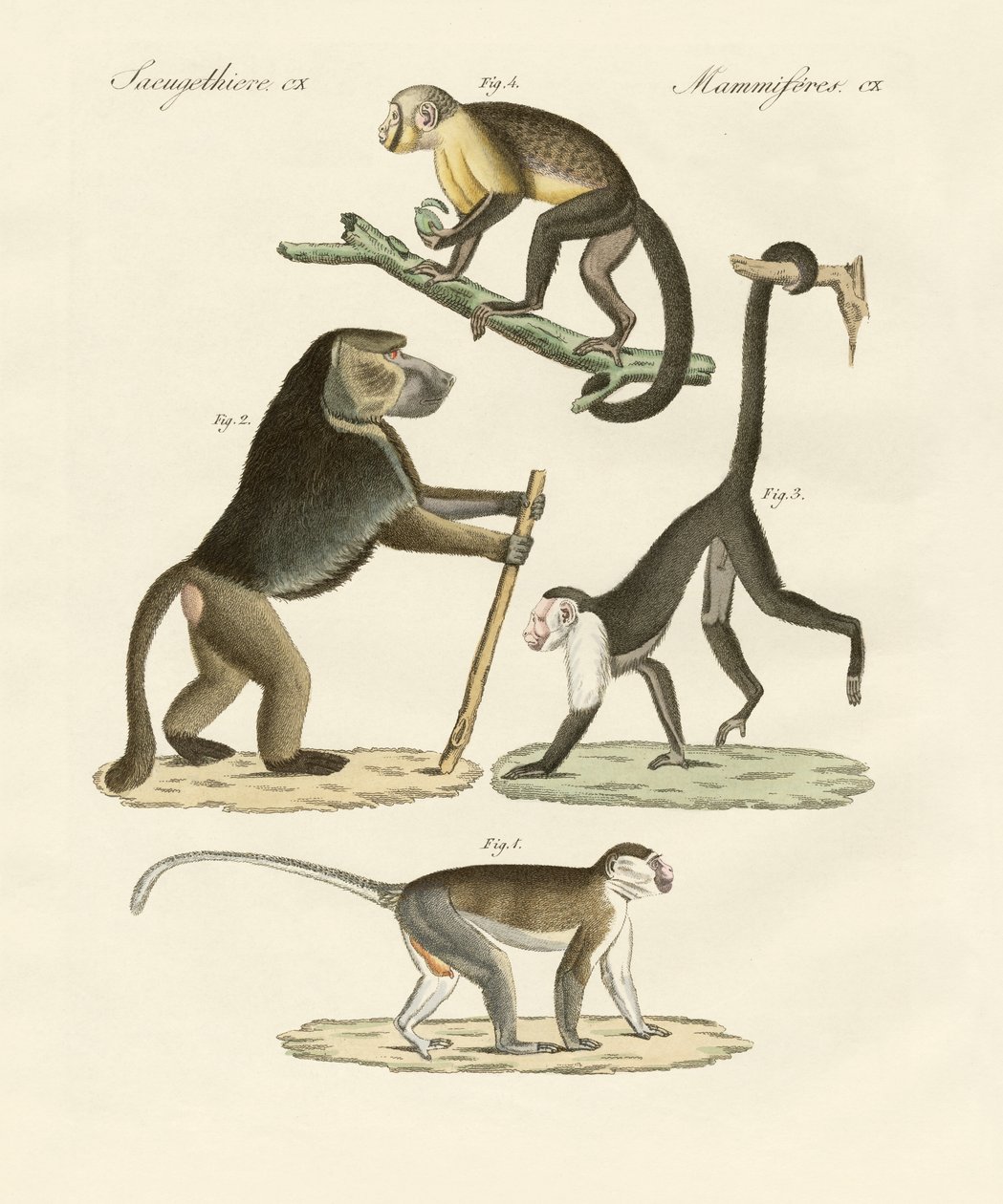 Monos extraños de German School
