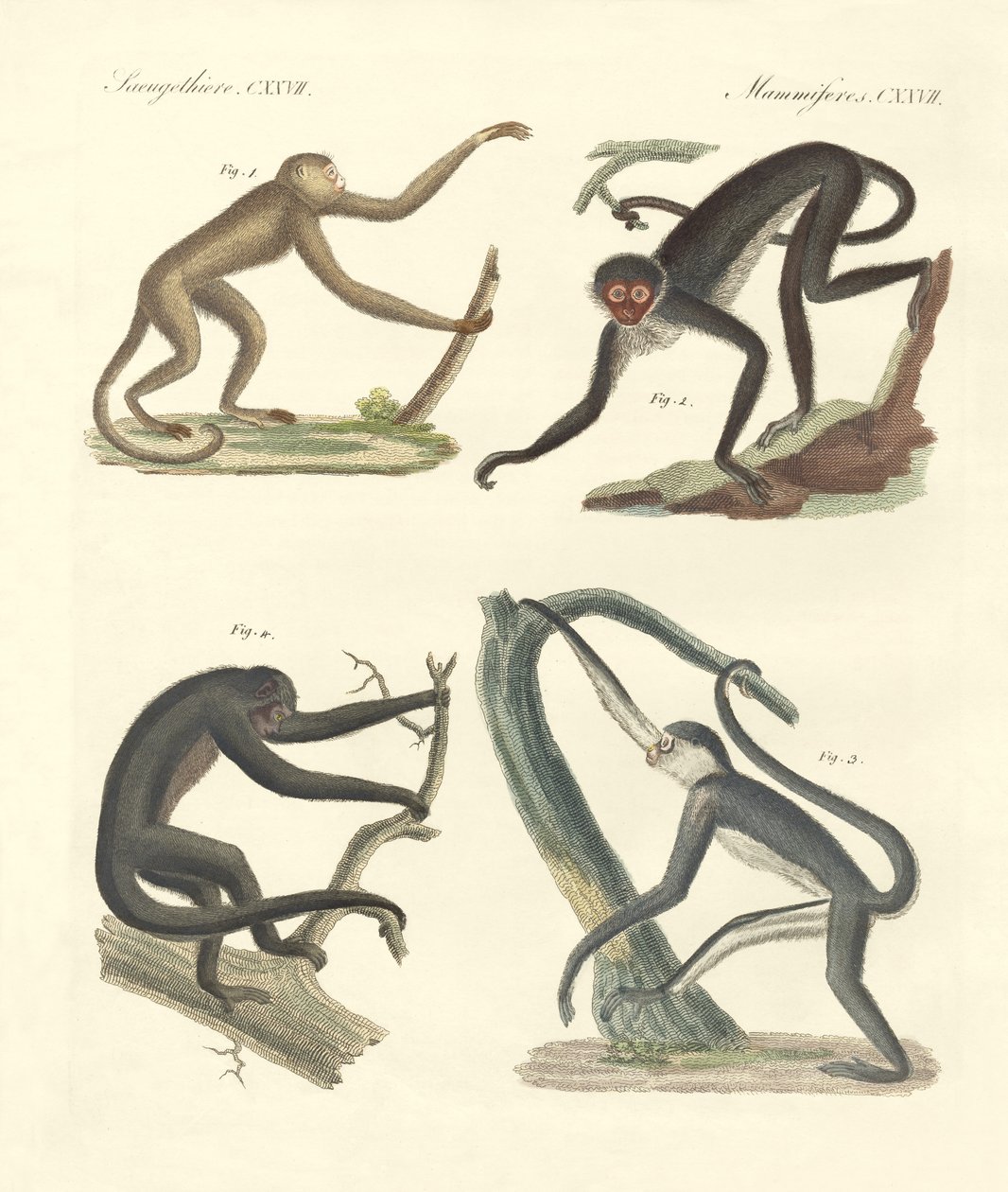 Monos extraños del nuevo continente de German School