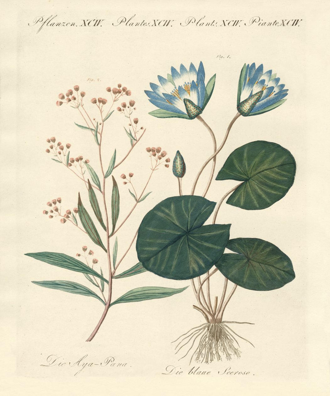 Plantas extrañas de German School