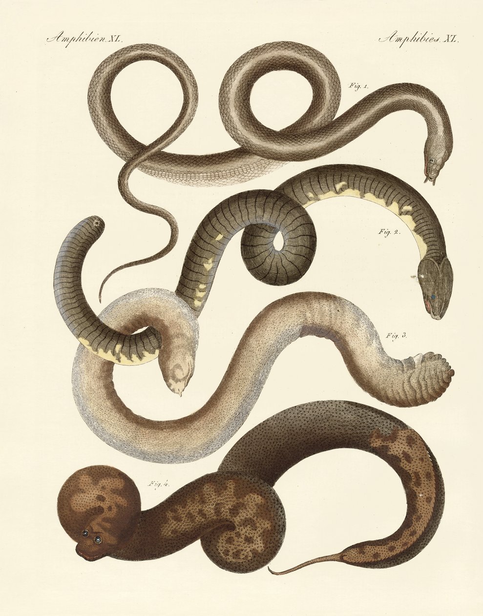 Serpiente extraña de German School
