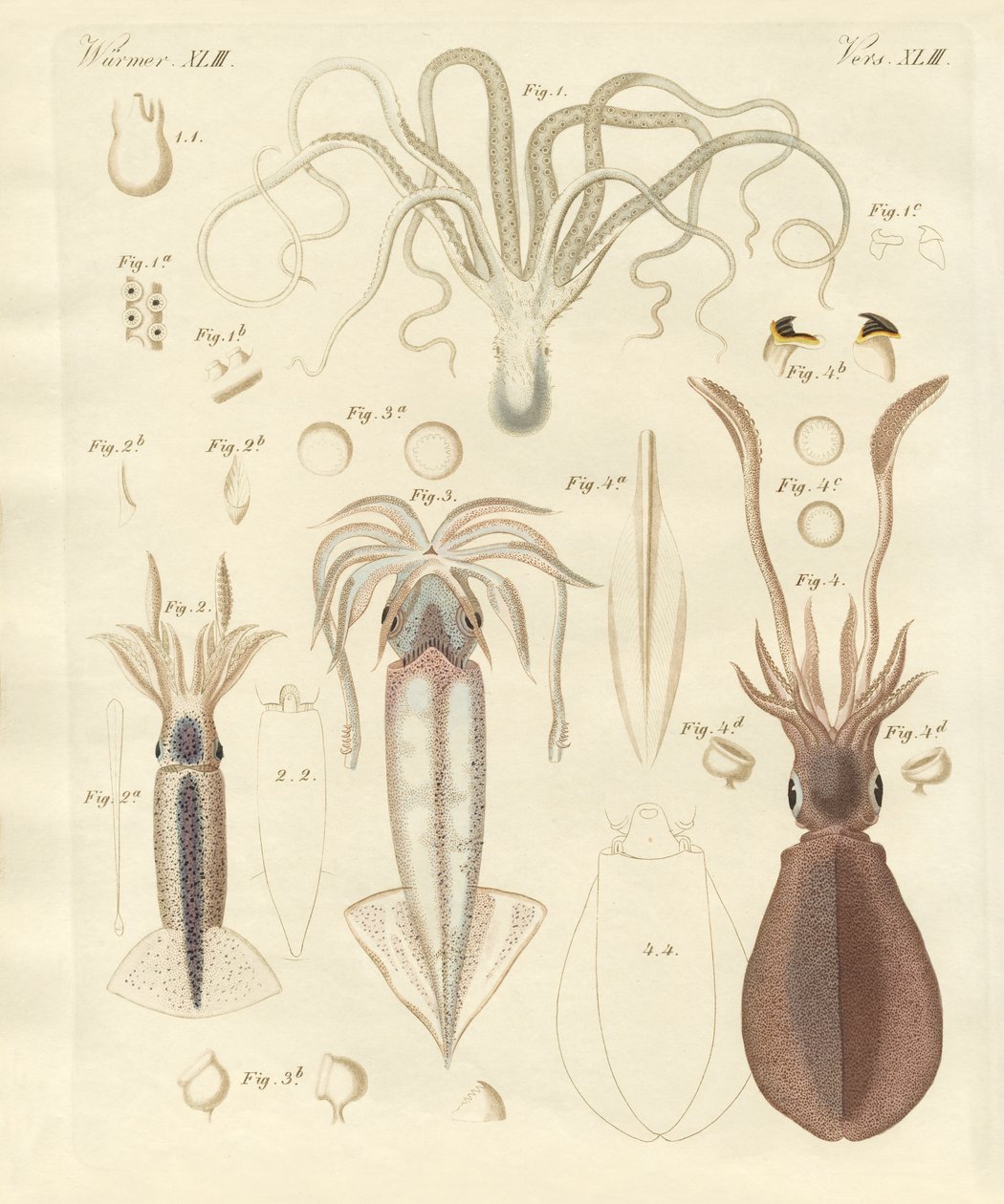 Gusanos blandos extraños de German School
