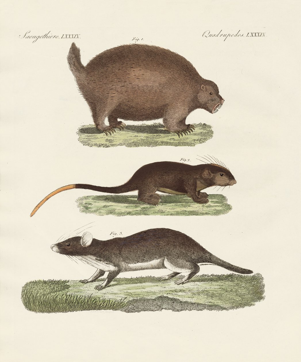 Animales espinosos extraños de German School