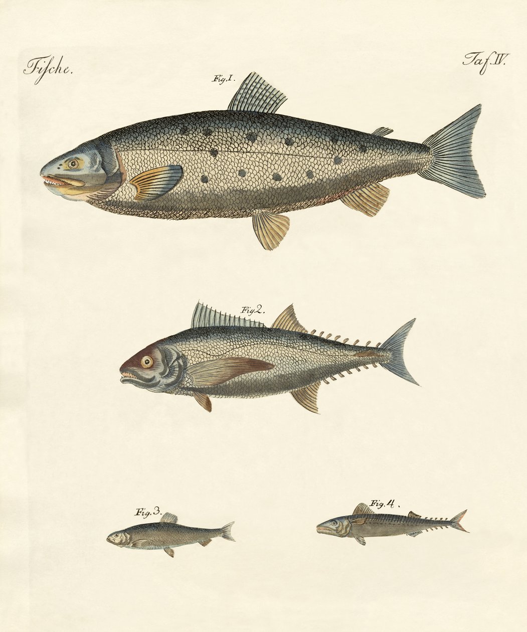 Peces comerciales extraños de German School