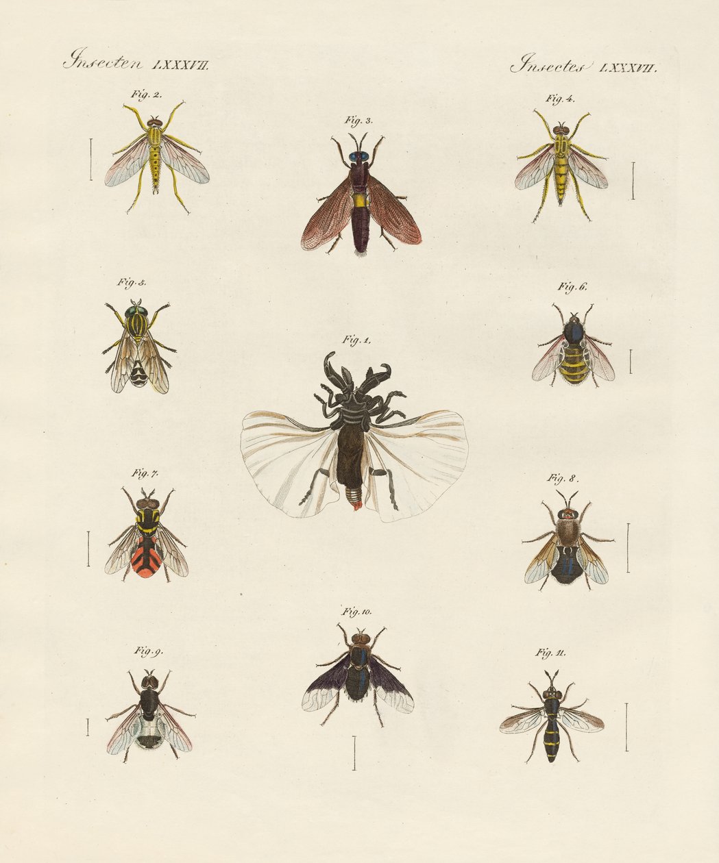 Insectos extraños de dos alas de German School