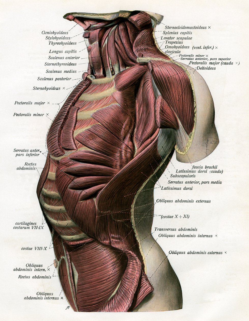 Estudio de los músculos del torso y cuello humano de German School