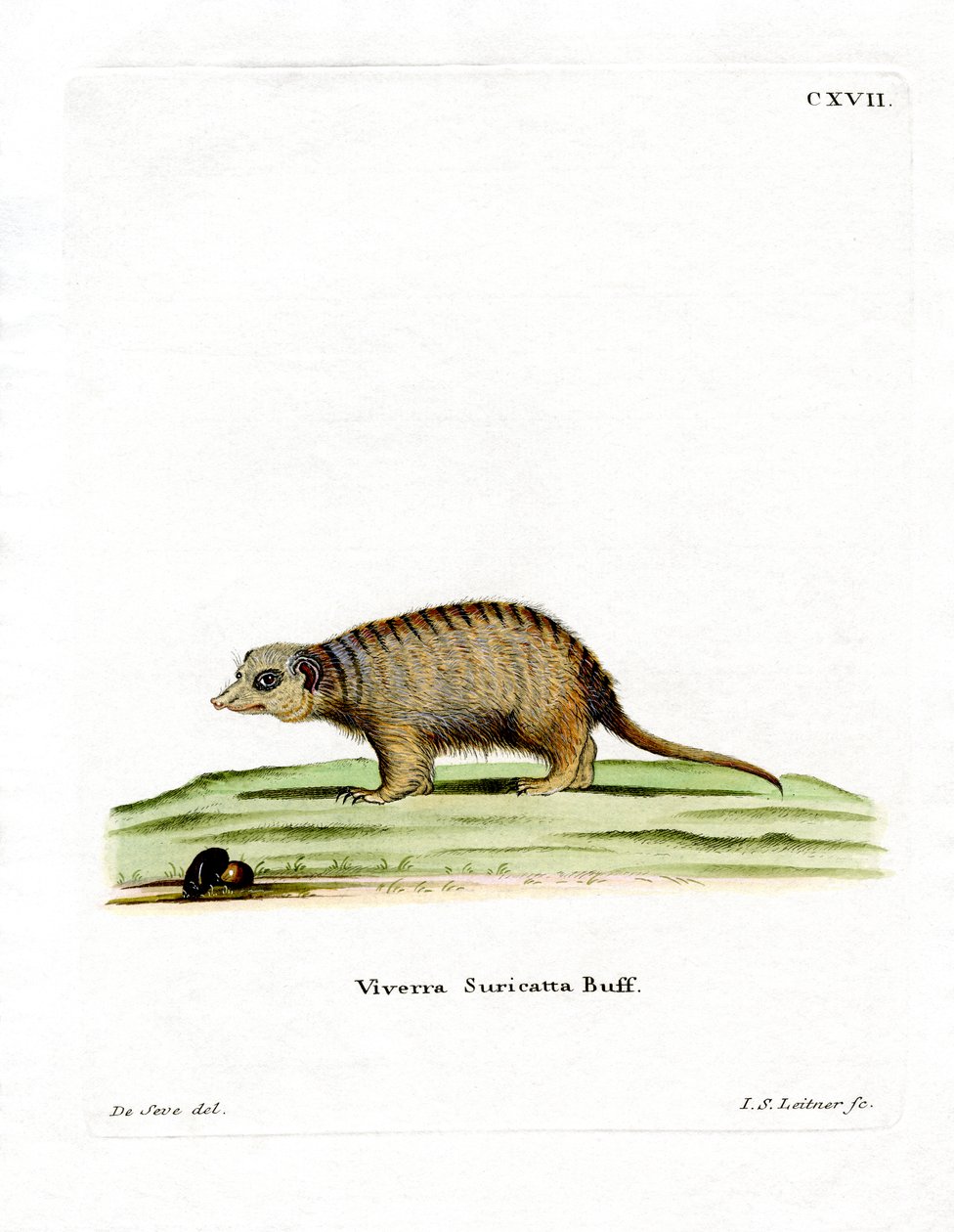 Suricata de German School