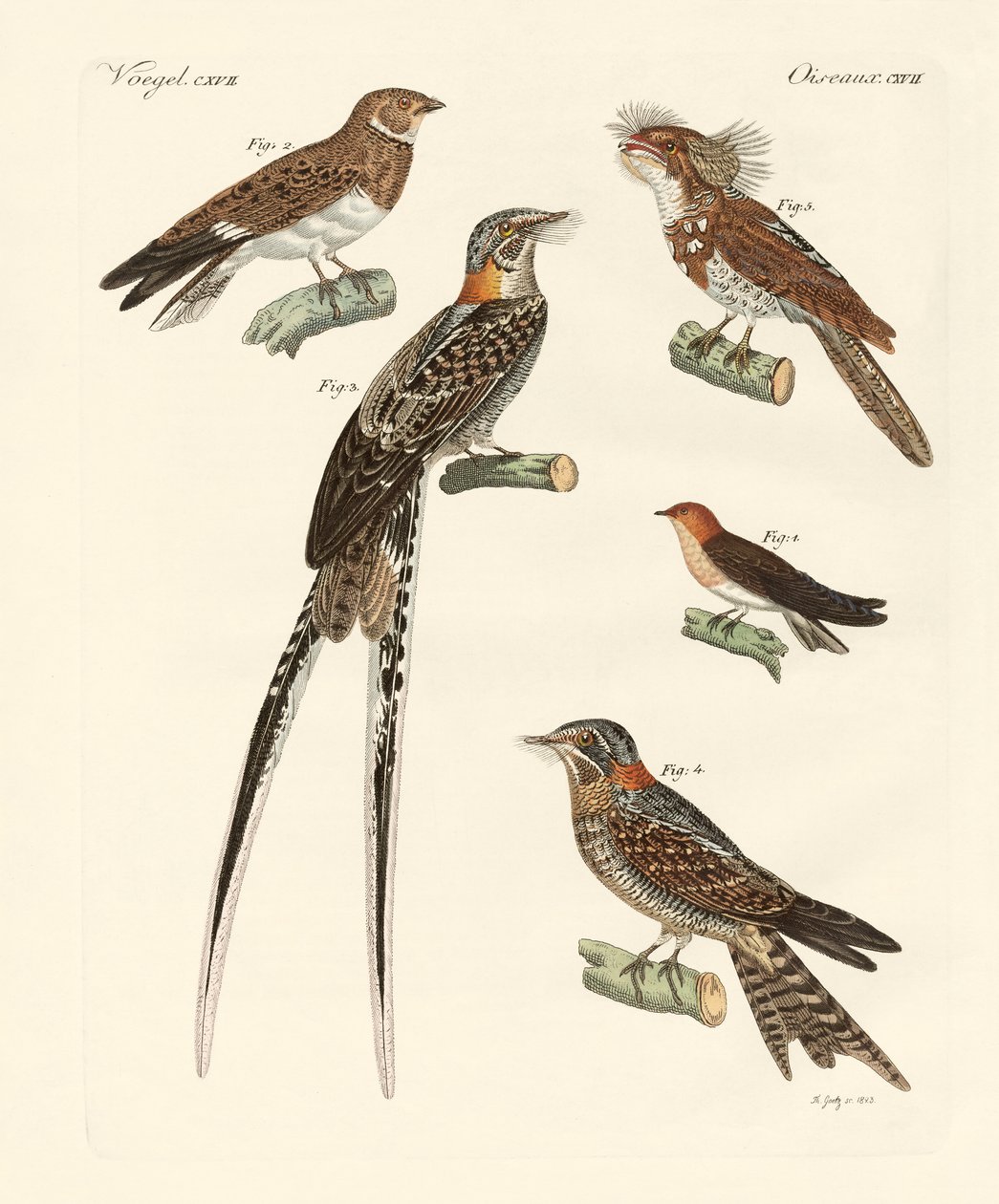 Aves parecidas a golondrinas de German School
