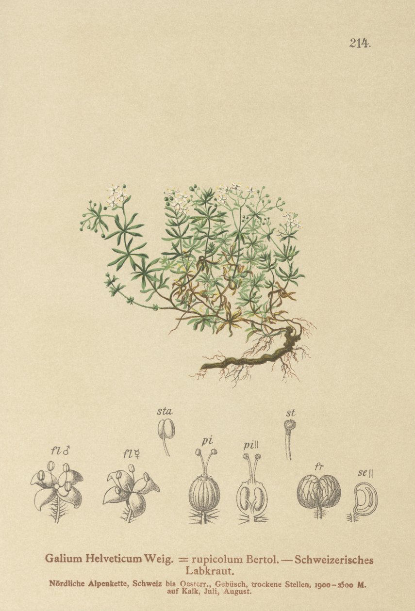 Hierba de cama suiza (Galium Helveticum, Galium rupicolum, Galium megalospermum) de German School