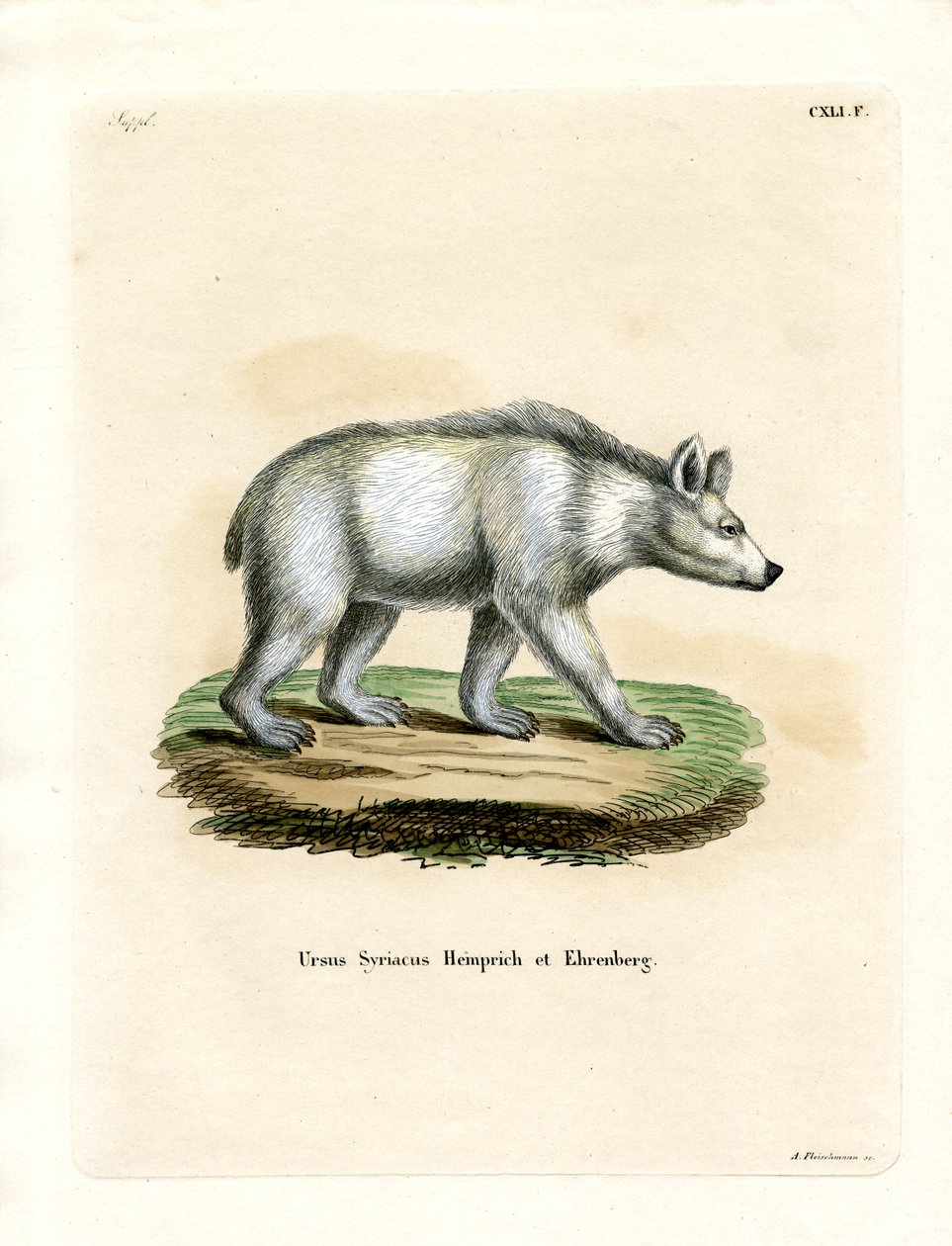Oso Pardo Sirio de German School
