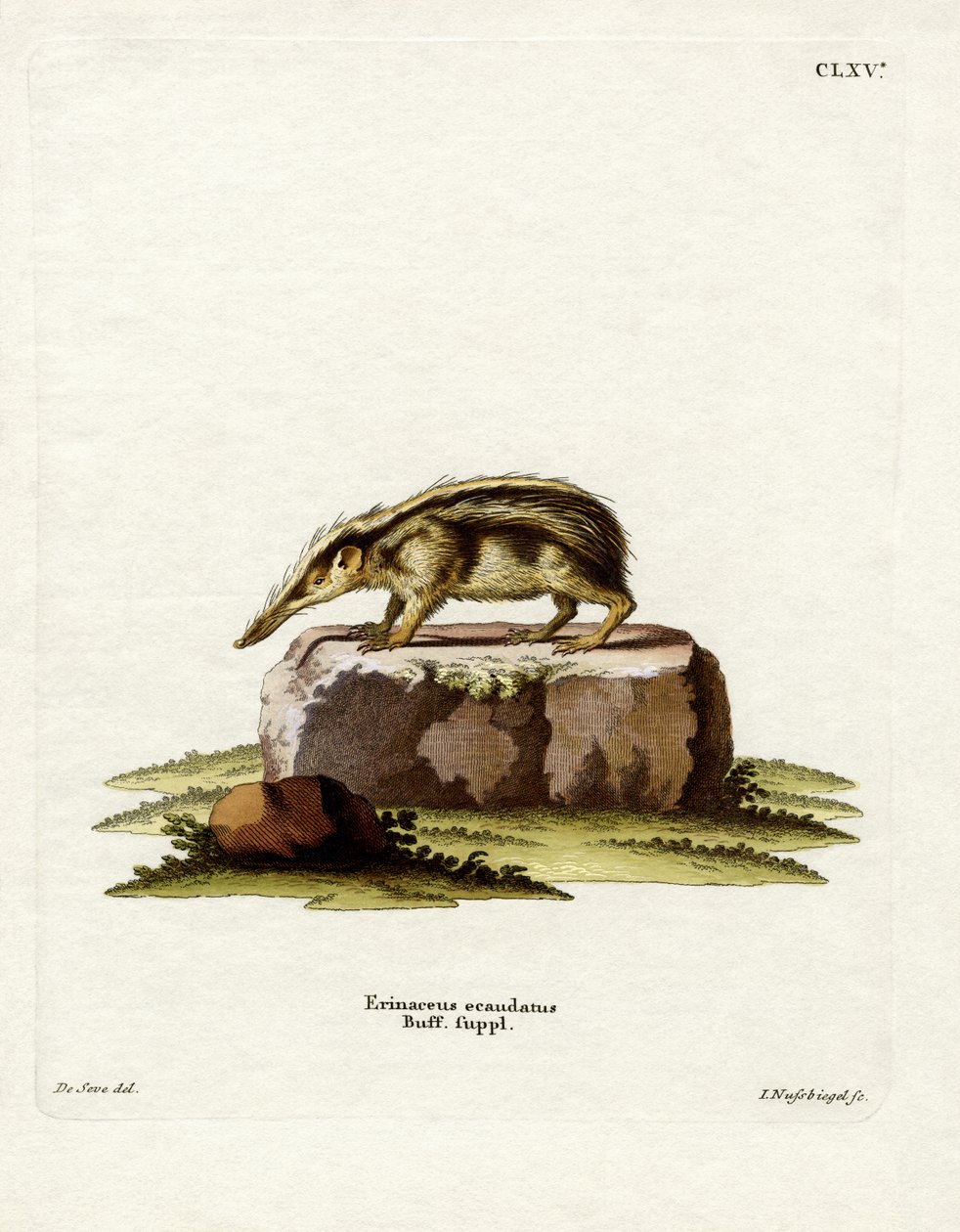 Tenrec Sin Cola de German School