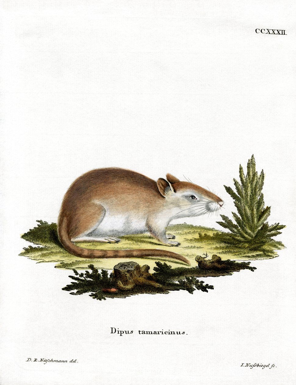 Gerbo de tamarisco de German School