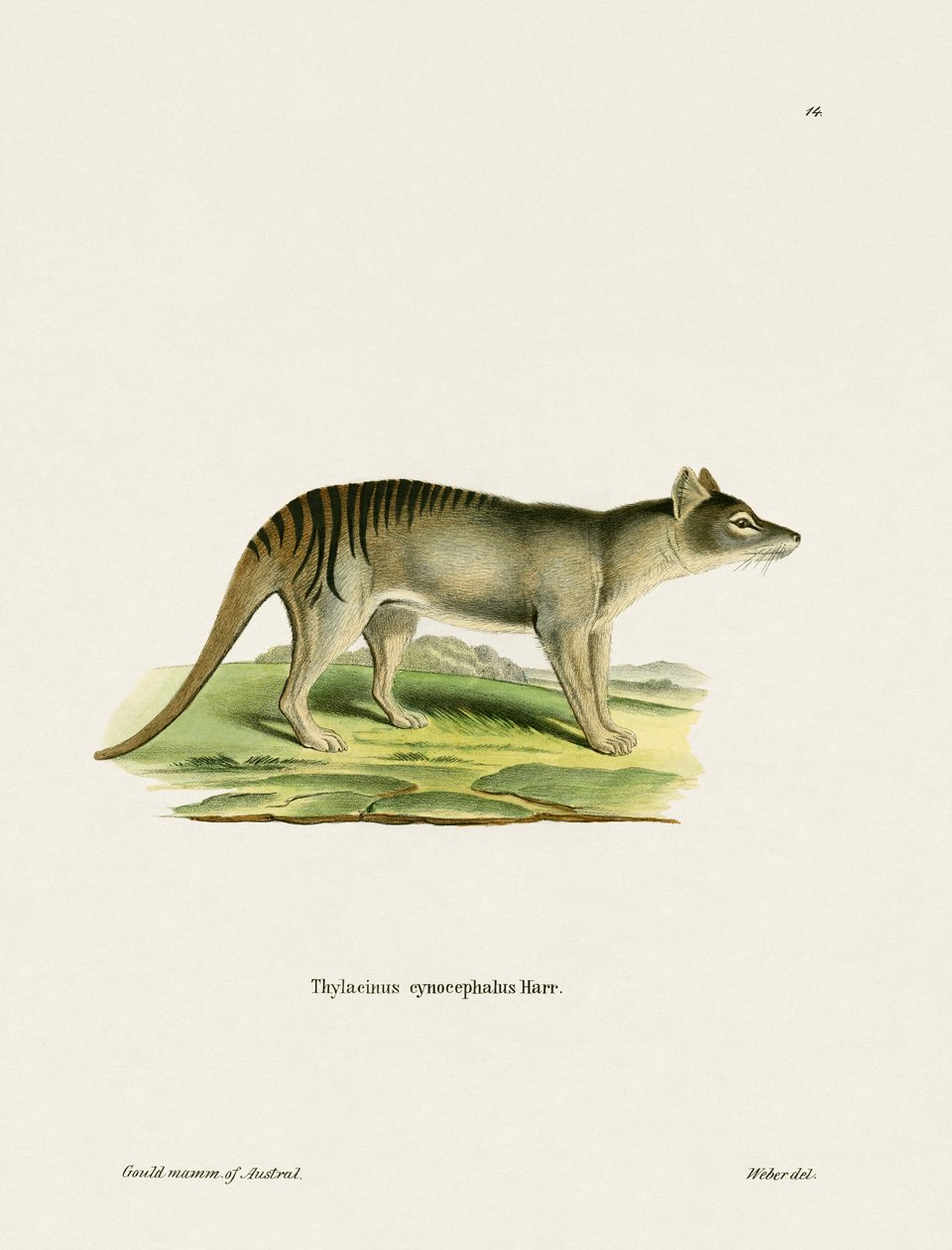 Tigre de Tasmania de German School
