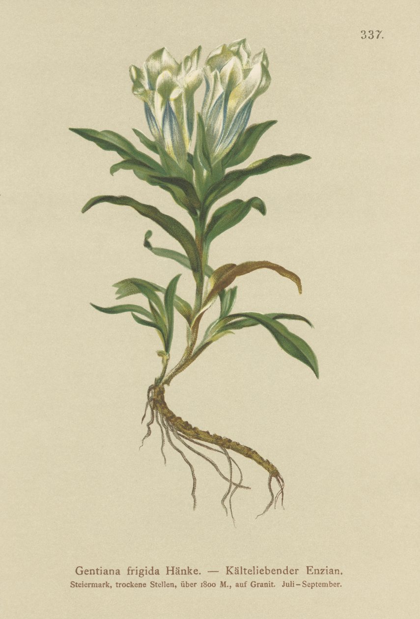 Genciana de Tauern (Gentiana frigida) de German School