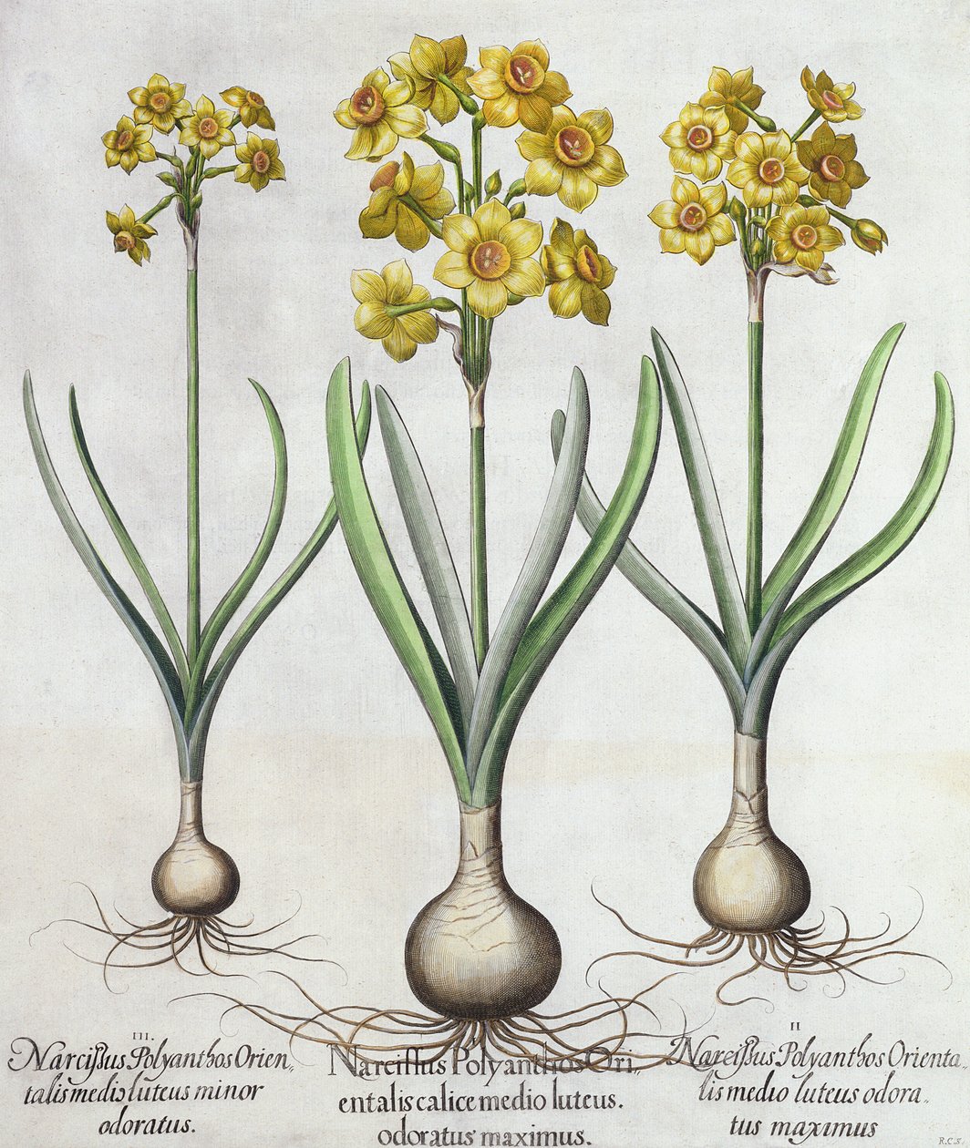 Narcisos Tazetta, del Hortus Eystettensis de Basil Besler, publicado en 1613 de German School